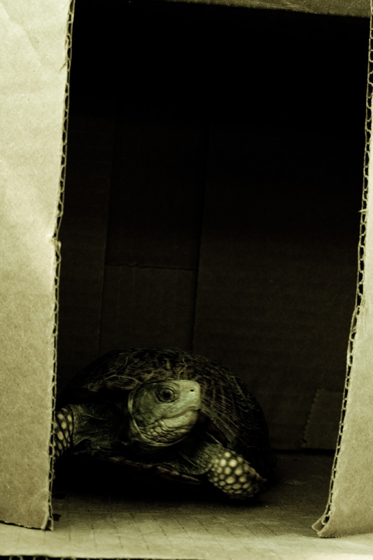 Boxed #2
