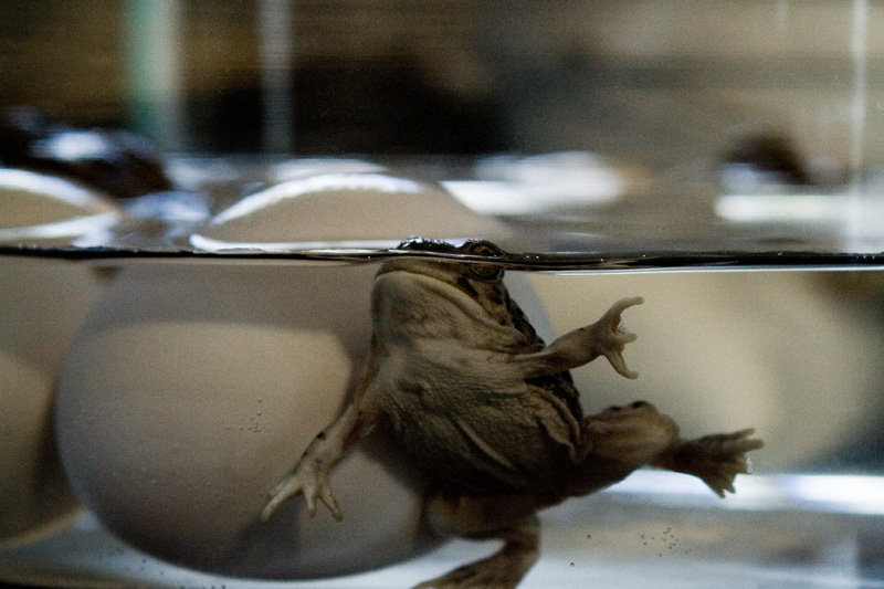 Toad Dance