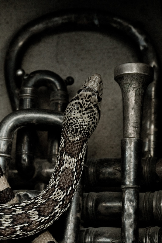 Sinuous #2
