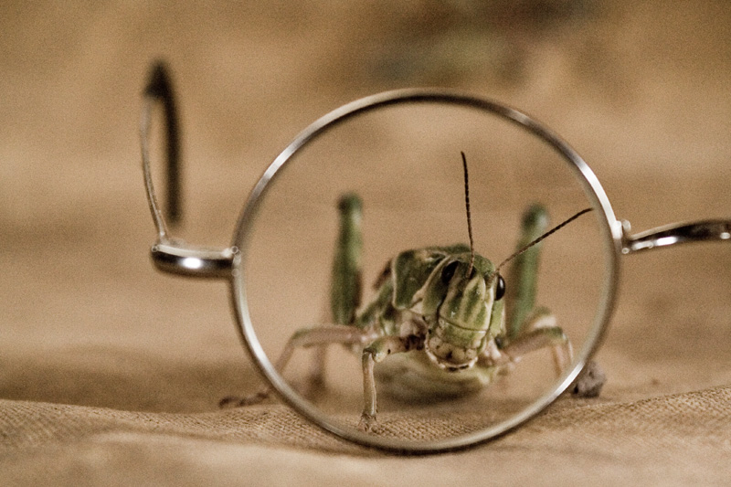 Quizzical (Spectacles Series #3)
