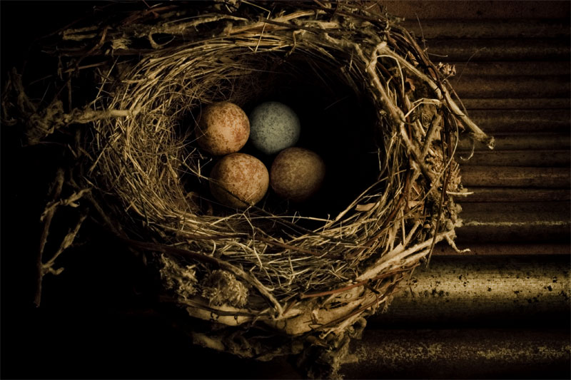 Nested #3 (Non-conformist Series)