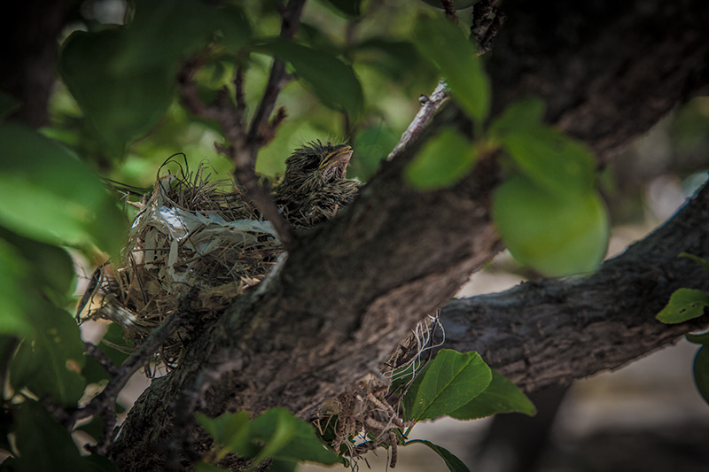 Nesting Place #25