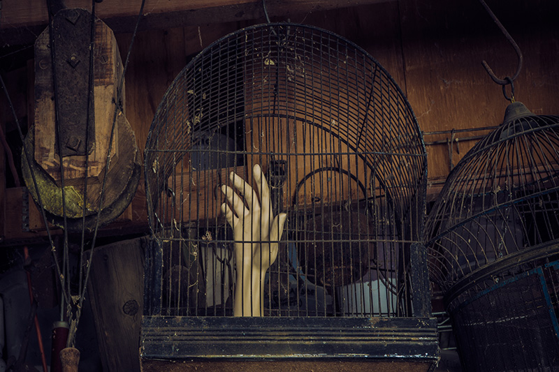 In the Rafters #5/ Caged Series #11