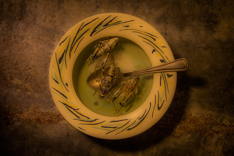 Grasshopper Soup #2
