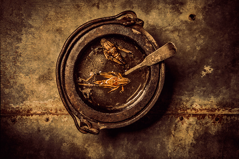 Grasshopper Soup #3