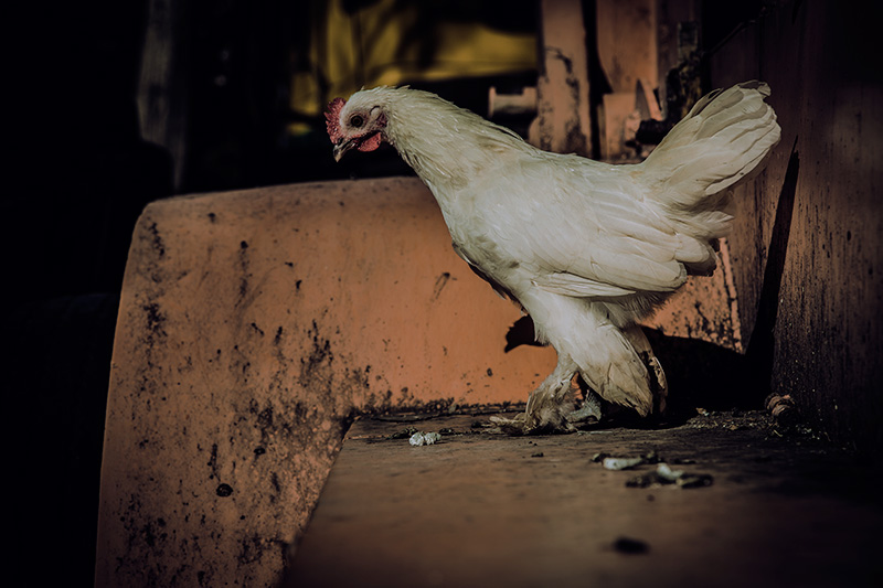 Chicken Stare
