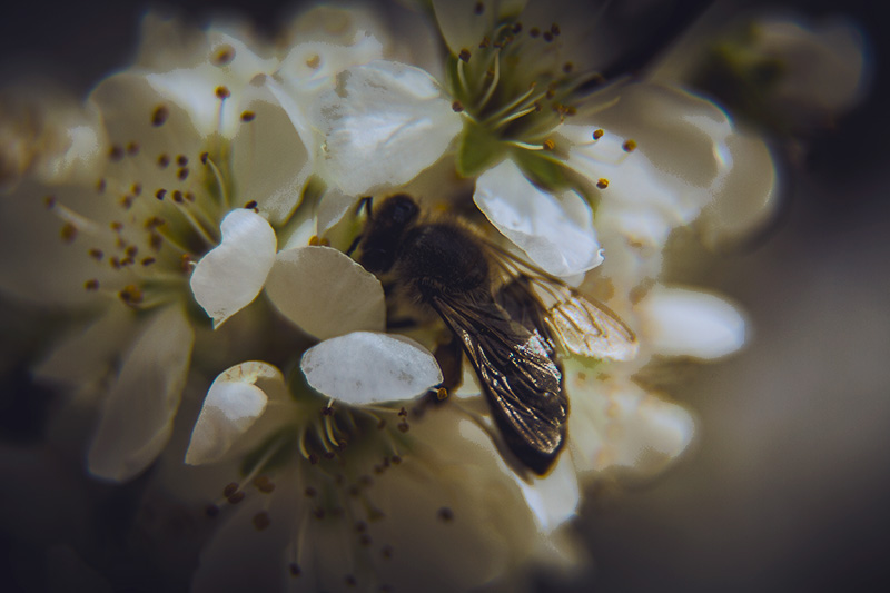 Plum Blossoms