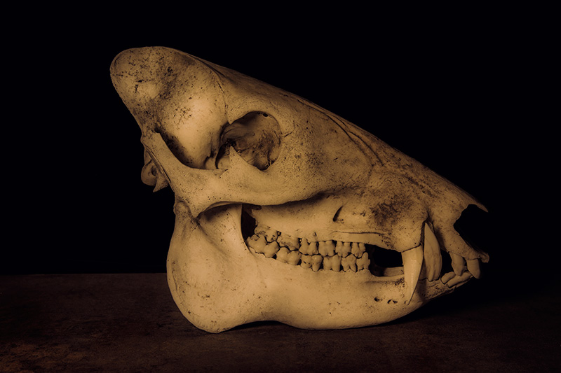 Javelina