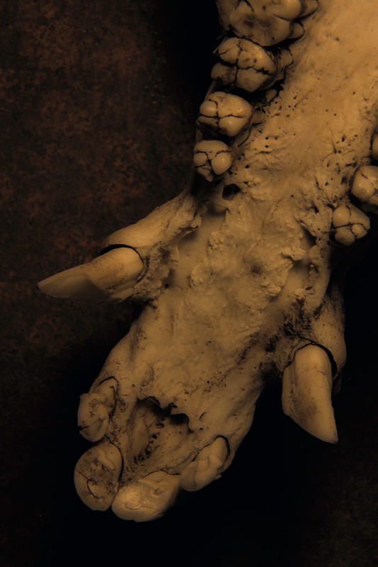 Javelina (Upper Jaw)