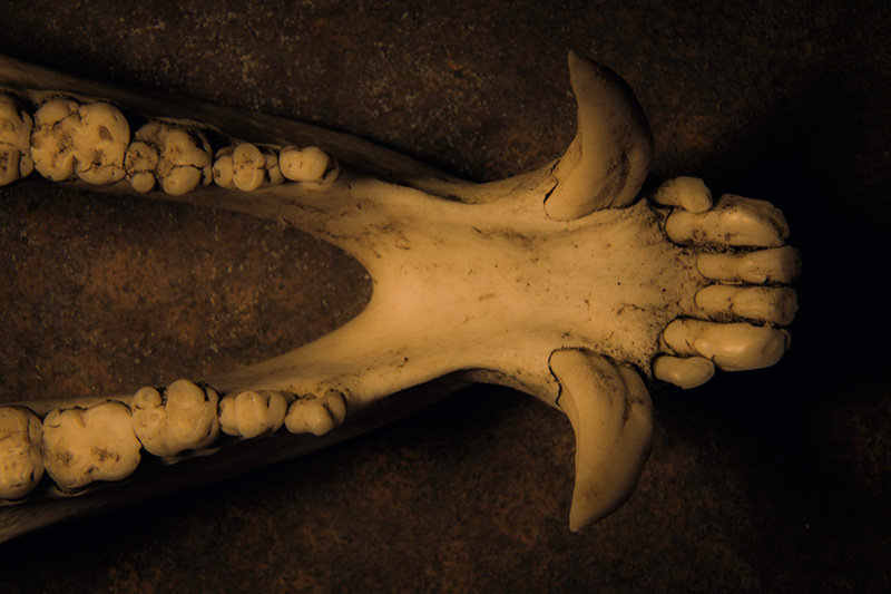 Javelina (Lower Jaw)