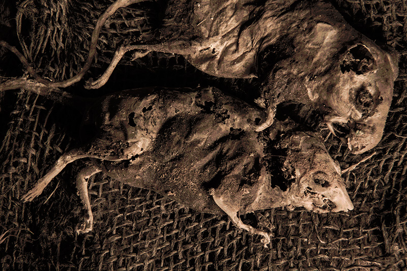 Two Resting Mice