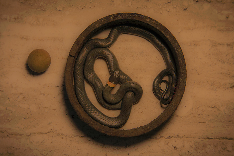 The Snake and the Orb